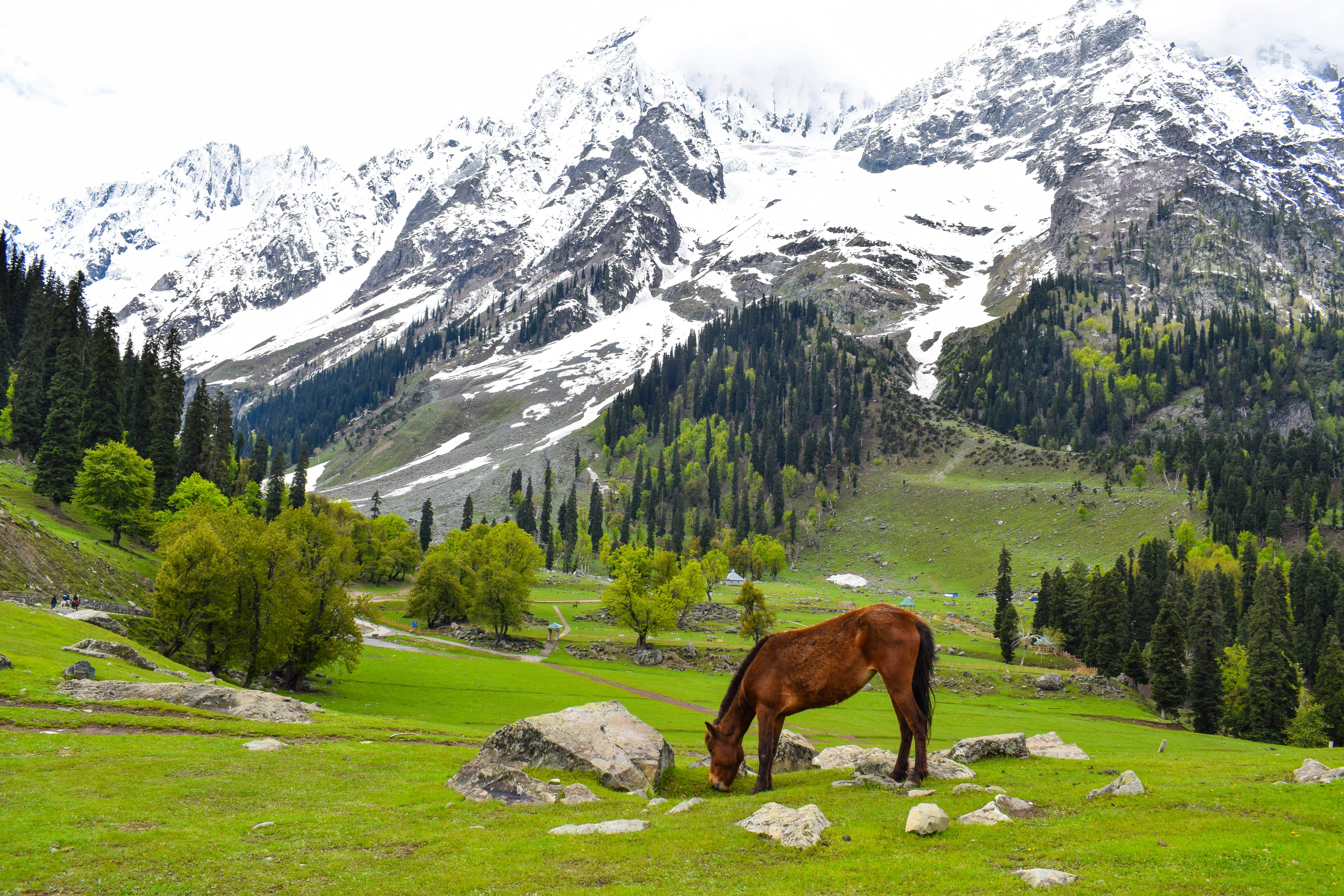 Sonamarg Day Trip